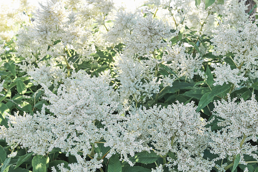 Summer floral backdrop.Many small flowers on fluffy panicles of white shade in background light.Green leaves.Decorative flowering plant Highlander changeable,Persicaria polymorpha,in landscape design