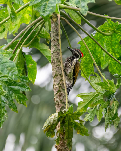 Black-rumped flameback woodpecker on a papaya tree A Black-rumped flameback woodpecker (Dinopium benghalense), perched on the trunk of a papaya tree in the backyard. They are also known as Lesser golden-backed or Lesser goldenback woodpecker. red rumped swallow stock pictures, royalty-free photos & images