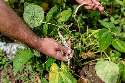 Cultivating both vegetables and connection, a young man and a senior woman gather garden-fresh green beans, nurturing bonds while tending to their harvest