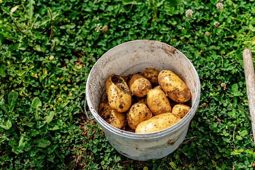 This image captures the humble beauty of potatoes flourishing in the garden, a testament to nature's ability to provide sustenance from the earth