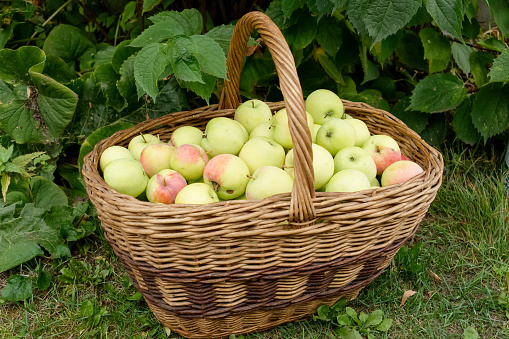 Large basket with fresh ripe apples, autumn orchard harvest