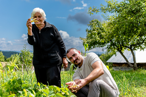 Delighting in nature's gifts, a young man and a senior woman gather garden-fresh green beans, embodying the essence of cultivating and savoring the earth's offerings
