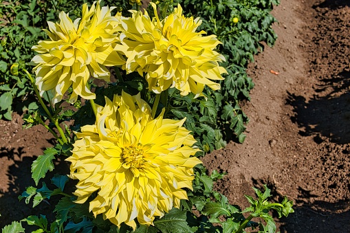 Yellow dahlia flower on a background of greenery.