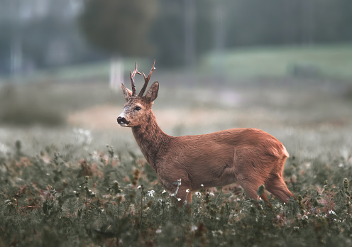 Roe deer buck standing in a meadow on a foggy morning