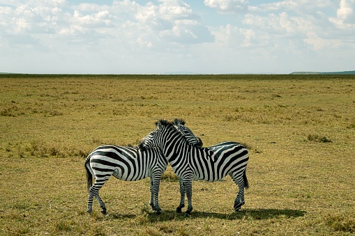 The two zebras standing side-by-side in a grassy field, looking off into the distance