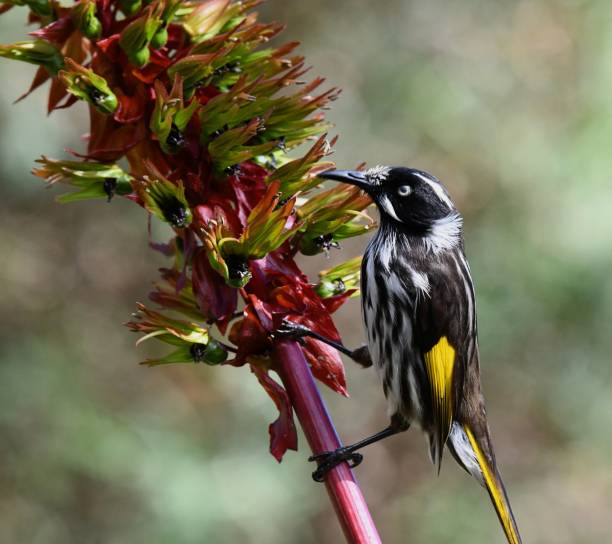 istock Newholand Honeyeater on flower 1652453081