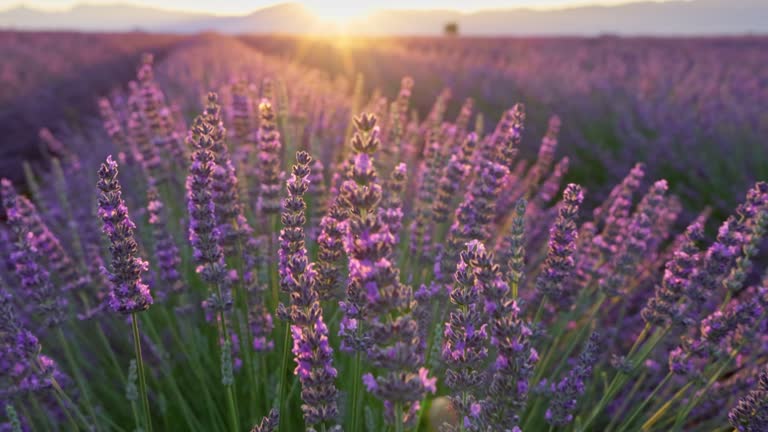 Blooming lavender fields at sunset in Provence, France. Close up of beautiful purple lavender flowers. Slow motion, DOF