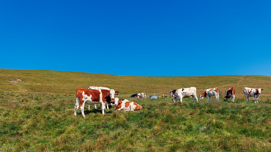 herd of cows pastrure in meadow