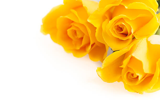 Trois Roses jaunes - Photo