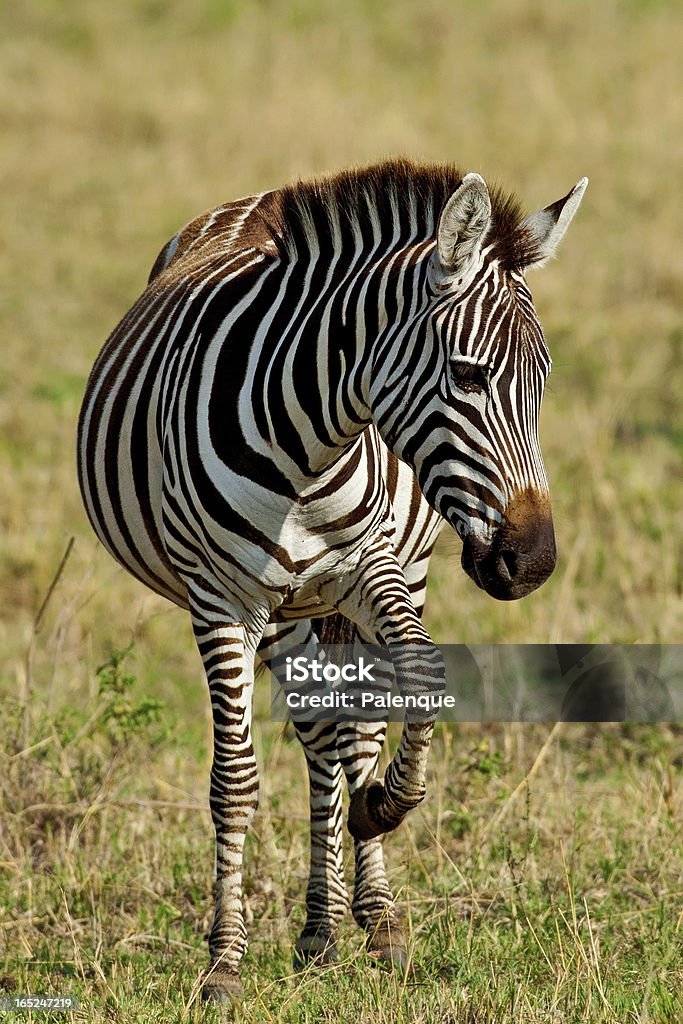 Zebra de Maasai Mara, do Quénia - Royalty-free Animal Foto de stock