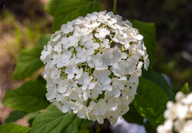 istock closeup  of a beautiful white hydrangea in garden 1652473210
