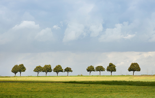 field and forest in spring time