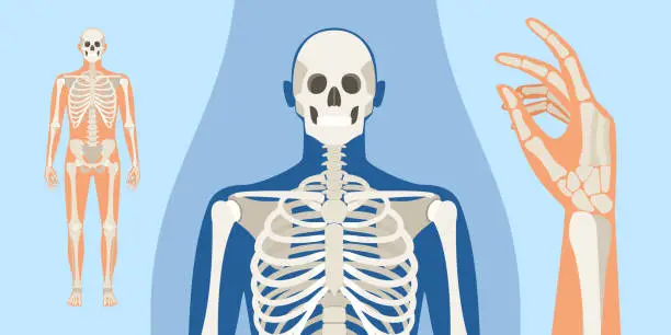 Vector illustration of Men human skeleton anatomy illustration with a body silhouette. Vector isolated flat illustration of skull and bones in body