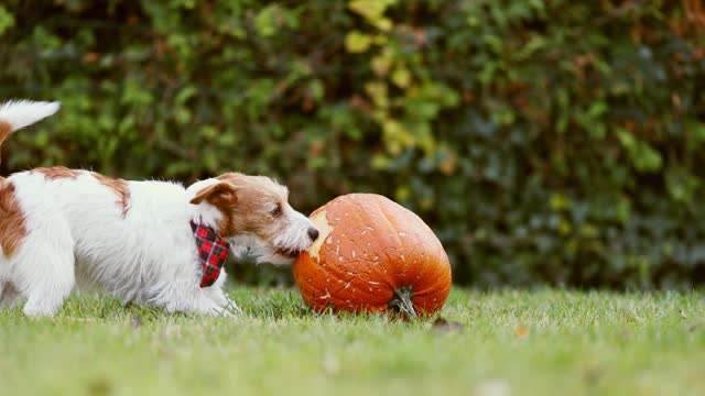 Funny playful pet dog chewing, playing with a pumpkin, halloween, fall or thanksgiving fun