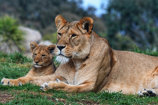 Animal watching on safari in Tarangire National Park. Tanzania. Africa.