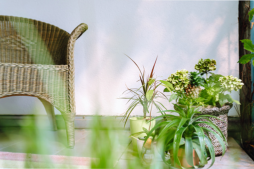 Greenhouse with tropical plants on balcony, with comfortable wicker chair.