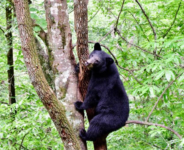 istock Black bear climbing up a tree in a densely wooded forest. 1652481816