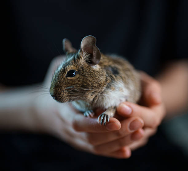 istock Chilean squirrel in the hands of a child. 1652490732