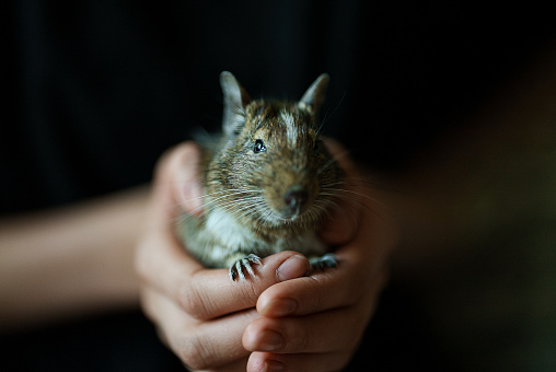 Chilean squirrel in the hands of a child.