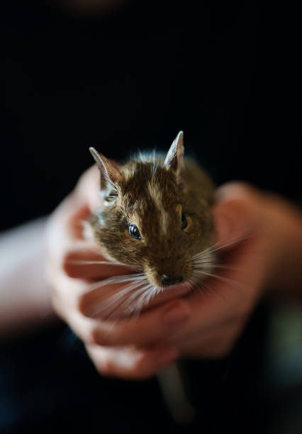 A white mouse held gently by multiple hands during a pet interaction activity.