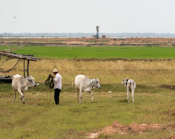 phnom phen, Cambodia – December 29, 2022: Three white cows grazing in a grassy field with a farmer working nearby