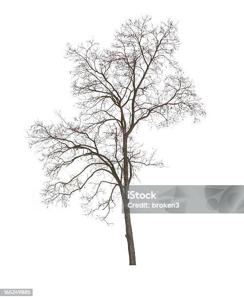 Árbol Foto de stock y más banco de imágenes de Alto - Descripción física - Alto - Descripción física, Blanco - Color, Boscaje