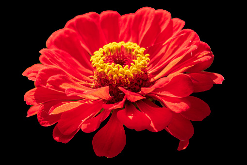 Big red exotic flower isolated on black