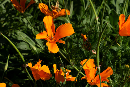 Low angle close-up of Blooming California Poppy (Eschscholzia californica) wildflowers.\n\nTaken in Santa Cruz, California, USA