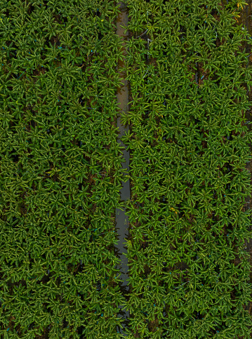 Aerial photo of banana orchards planted for export, Long An province