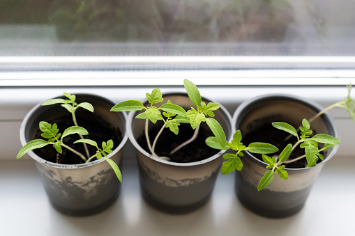 Growing vegetables on the windowsill in the house, young tomatoes in plastic cups on the window. Healthy seedlings, hobby gardening