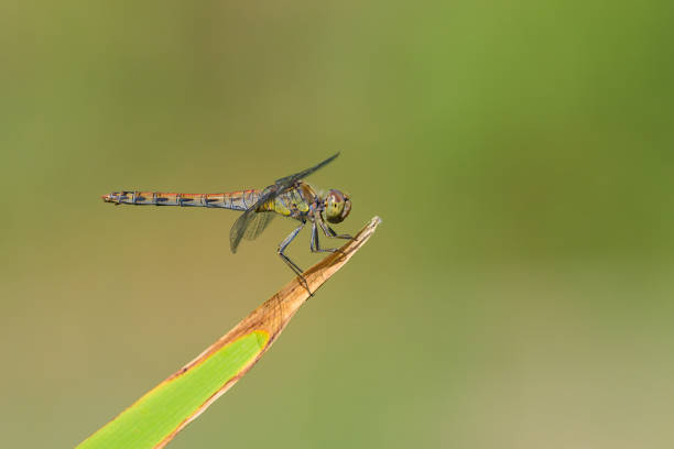 istock A common darter dragonfly resting in the sun 1652510862