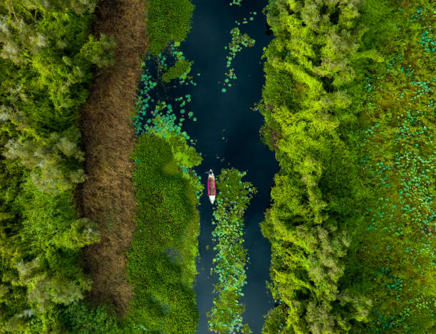 una barca piena di ninfee cammina nel mezzo di una fiorente foresta di melaleuca, foto aerea astratta, villaggio galleggiante di tan lap, provincia di long an - river aerial view delta rainforest foto e immagini stock