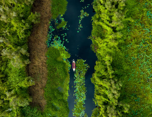 a boat full of water lilies walks in the middle of a blooming melaleuca forest, abstract aerial photo, tan lap floating village, long an province - river aerial view delta rainforest imagens e fotografias de stock