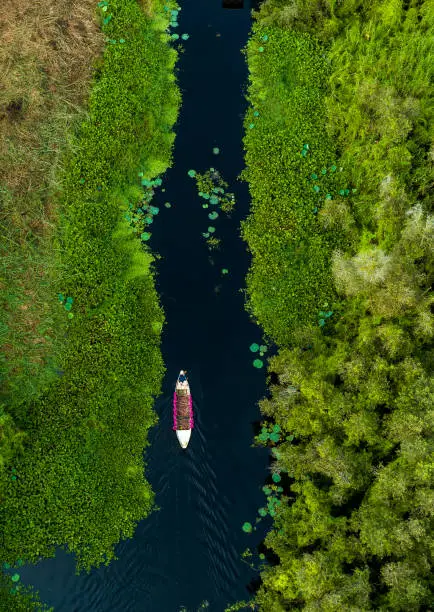 Photo of A boat full of water lilies walks in the middle of a blooming Melaleuca forest, abstract aerial photo, Tan Lap floating village, Long An province