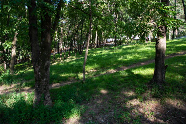 istock Green smooth lawn and trees in the park in summer 1652514138