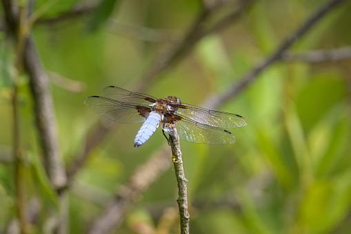 A broad-bodied chaser dragonfly (Libellula depressa) resting on a small twig