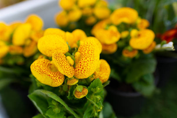 Calceolaria flower ready for transplanting Growing the Calceolaria flower at home calceolaria stock pictures, royalty-free photos & images