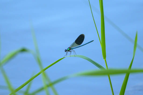 A male banded demoiselle (Calopteryx splendens) resting on a grass, sunny day in summer, Vienna (Austria)