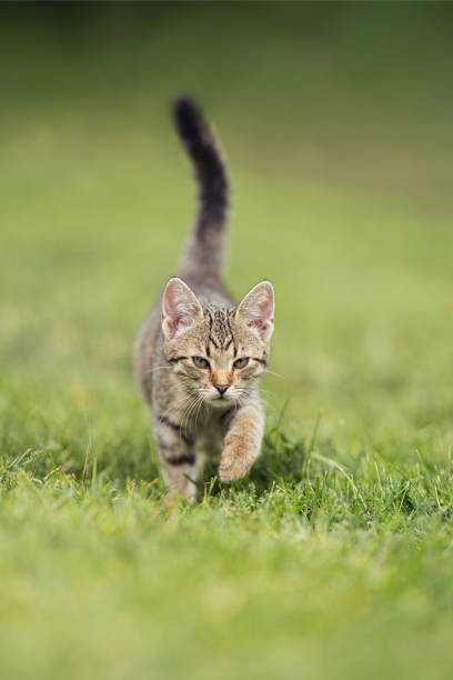 istock Brown striped kitten in the grass 1652517602