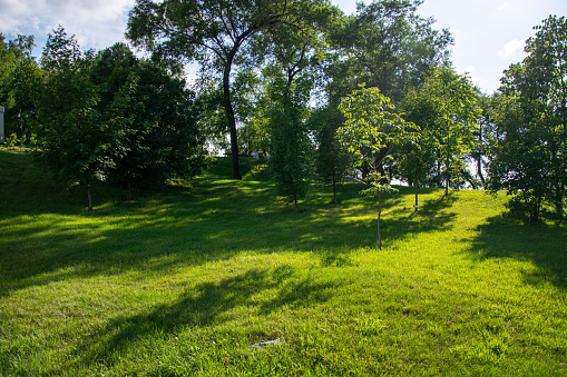 Green smooth lawn and trees in the park in summer. High quality photo