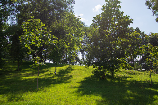 A simple landscape with two fused oaks in a grassy field against the sky.