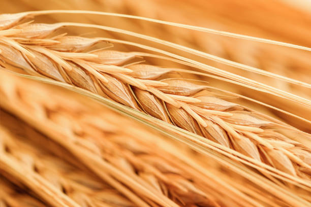 istock golden ears of rye 1652524872