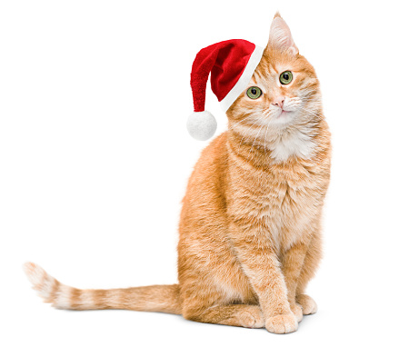 one ginger cat in a Christmas Santa Claus hat sits and looks at the camera, on a white isolated background