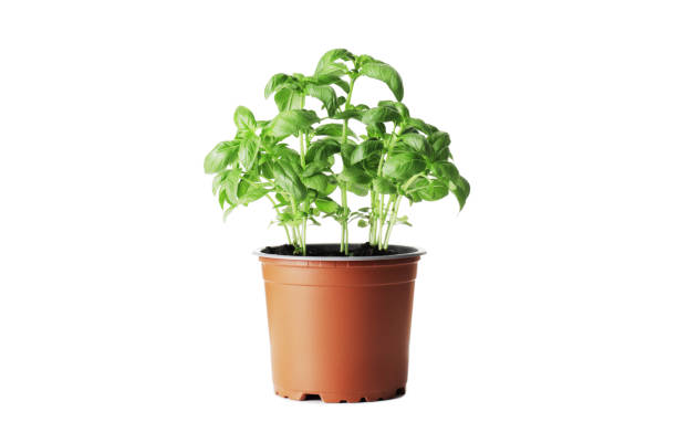 istock Fresh basil in a pot isolated on white background 1652549962