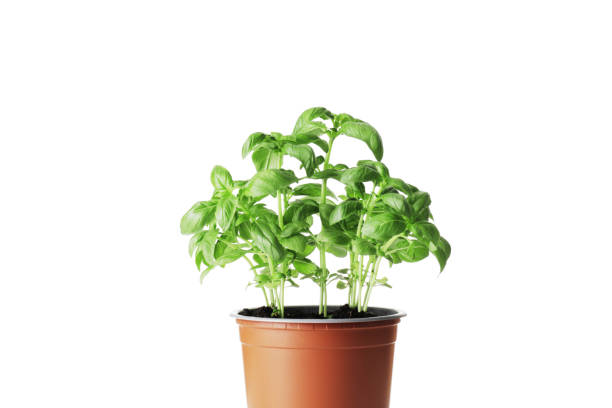 istock Fresh basil in a pot isolated on white background 1652549964