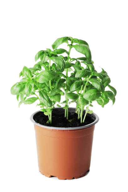 istock Fresh basil in a pot isolated on white background 1652549982