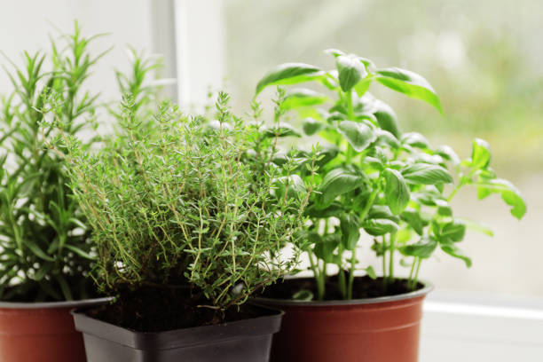 istock fresh herbs in garden pots on the windowsill 1652550564