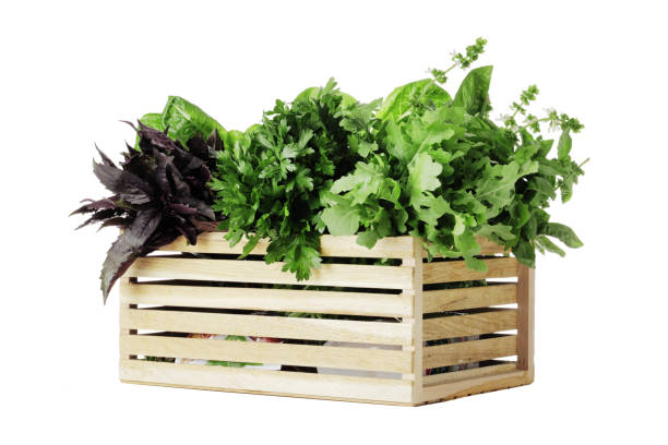 istock Basket full of fresh herbs isolated on white background 1652550568