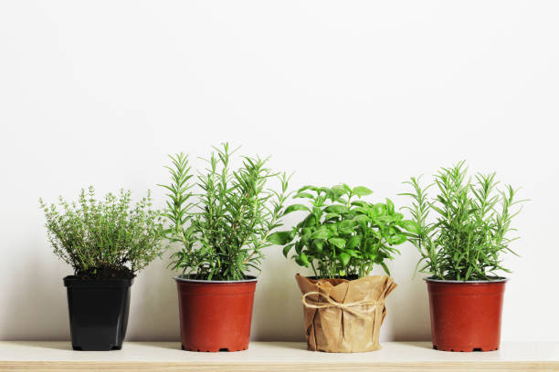 istock Fresh herbs in garden pots on a light background with place for text 1652550713