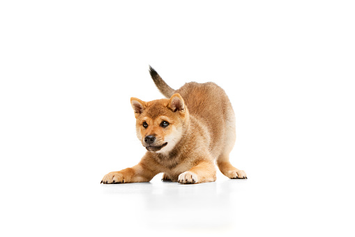 One red cute, playful Shiba Inu dog, puppy isolated over white studio background. Concept of animal care, fashion and ad. Charming pet looks groomed, happy and healthy